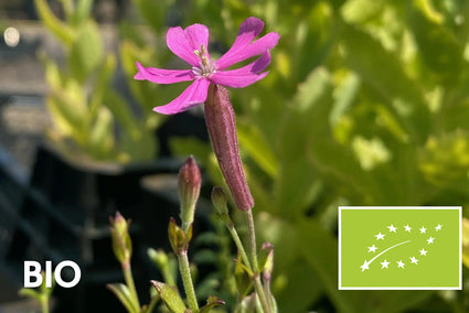 Biologisch Hemelroosje - Silene schafta