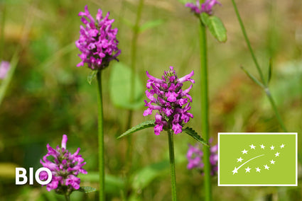 Biologisch Andoorn (Paars) - Stachys monieri 'Hummelo'