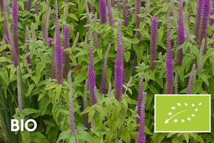 Biologisch Gamander - Teucrium hyrcanicum