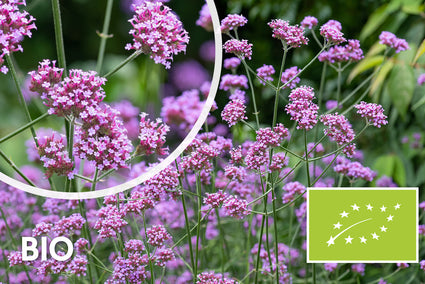 Biologisch IJzerhard (Hoge soort 150 cm) - Verbena Bonariensis