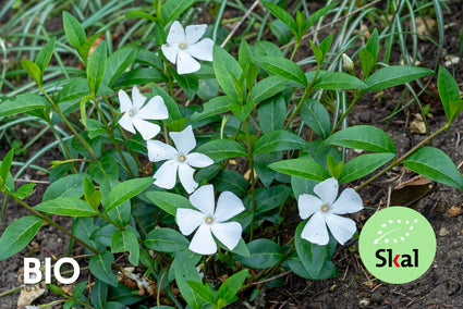 Biologisch Kleine maagdenpalm (Wit) - Vinca minor 'Alba' (ook per/m2)