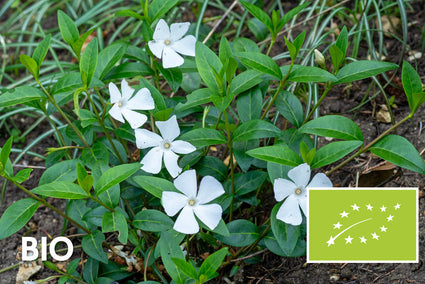 Biologisch Kleine maagdenpalm (Wit) - Vinca minor 'Alba' (ook per/m2)