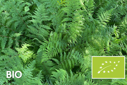 Biologisch Wijfjesvaren - Athyrium filix-femina