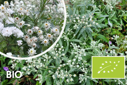 Biologisch Witte knoop - Anaphalis triplinervis (Siberisch edelweiss)