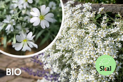 Biologisch Viltige hoornbloem - Cerastium tomentosum
