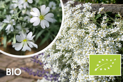 Biologisch Viltige hoornbloem - Cerastium tomentosum