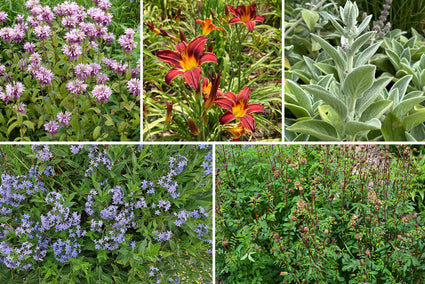 Biologisch Borderpakket Marjon voedingsrijke grond zonnig
