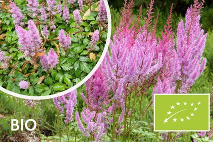Biologisch Spierstruik - Astilbe chinensis 'Pumila'