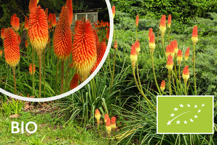 Biologisch Vuurpijl - Kniphofia uvaria