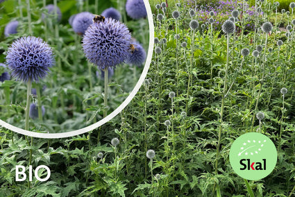 Biologische Kogeldistel - Echinops ritro