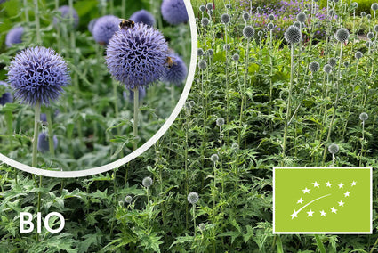 Biologische Kogeldistel - Echinops ritro