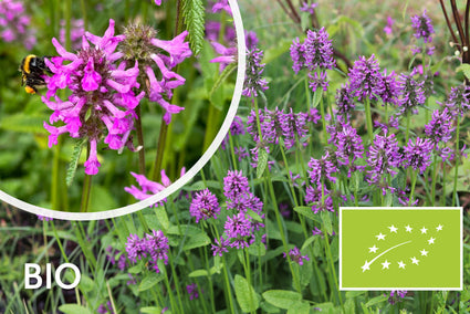 Biologische Stachys officinalis - Betonie
