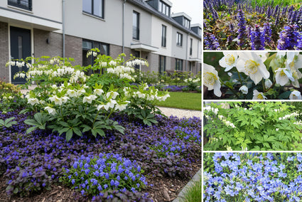 Borderpakket Annet - Vroegbloeiende tuinplanten mix - Blauw & Wit - Halfzon