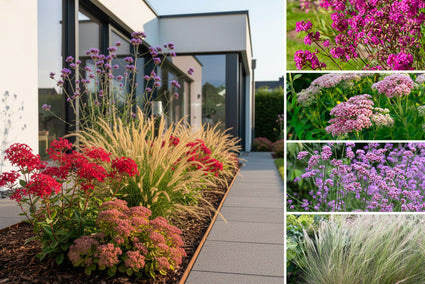Borderpakket Benthe - Vaste planten - Roze & paars - droge grond - zonnige border