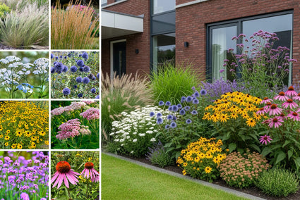 Borderpakket Dries - Complete prairietuin - Siergras en vaste planten - Paars, roze, wit & geel - Halfschaduw & Zon