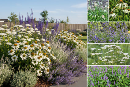 Borderpakket Ellen - Vaste planten voor Bijen - Wit & Paars - Zon