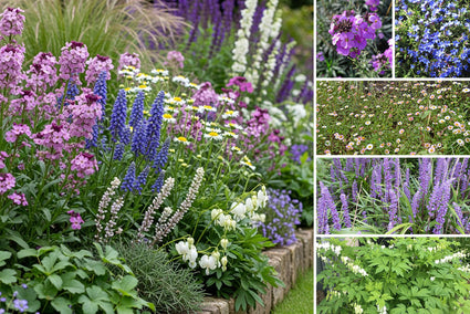 Borderpakket Eltjo - Vaste planten Blauw/Paars & wit - Veengrond - Halfschaduw & Zon