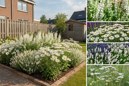 Borderpakket Evi - Vaste planten set met Bijvriendelijke tuinplanten - Wit - Zon