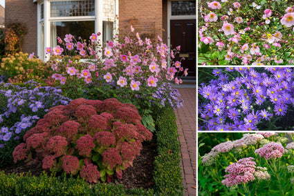 Borderpakket Hanneke - Vaste planten borderpakket - Laatbloeiende tuinplanten - Roze - najaarsbloeiers borderpakket