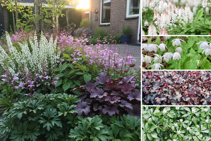 Borderpakket Harm - Sterkste bodembedekkers voor halfschaduw & schaduw - per m2