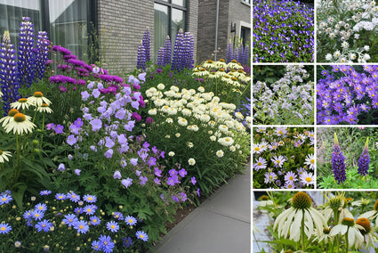 Borderpakket Harry - Engelse tuin - Cottage border - Vaste planten - Paars & wit - vanaf 1 m2