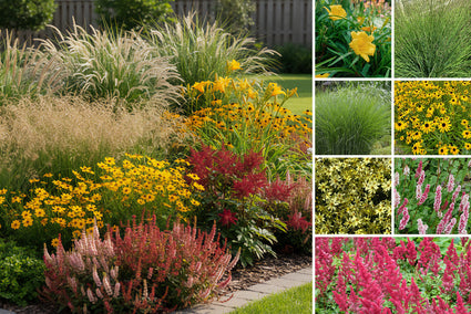 Borderpakket Ilse - Vaste planten & siergras - Rood & Geel - Halfschaduw & Zon