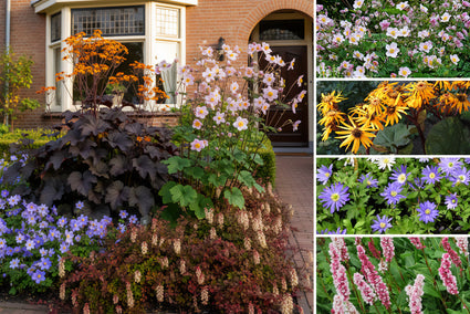 Borderpakket Josefien - Kleurrijke vaste planten mix - Voor halfschaduw