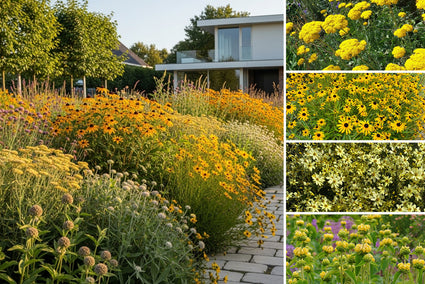 Borderpakket Liza - Vaste planten Geel - Prairietuin - Zon