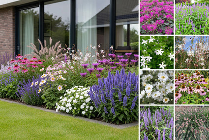 Borderpakket Luca - smalle border biologische vaste planten mix - volle zon & halfschaduw - blauw, paars, roze & wit