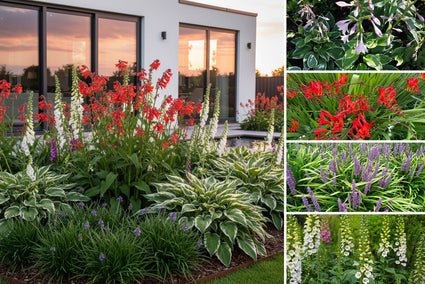 Borderpakket Lucas - Vaste planten voor (half)schaduw - paars, rood & roze