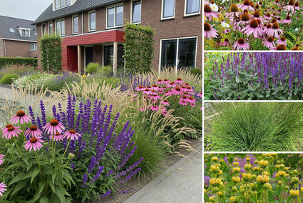 Borderpakket Mara - Onderhoudsvriendelijke Prairietuin - Halfschaduw & Zon