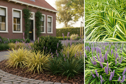 Borderpakket Marieke - Laagblijvende siergrassen voor in de schaduw