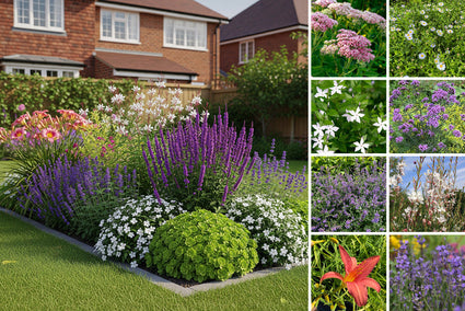 Borderpakket Michaël - langbloeiend biologische vaste plantenmix - Wit, roze & paars - per m2