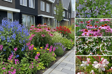 Borderpakket Mohammed - Natuurlijke, zonnige tuin