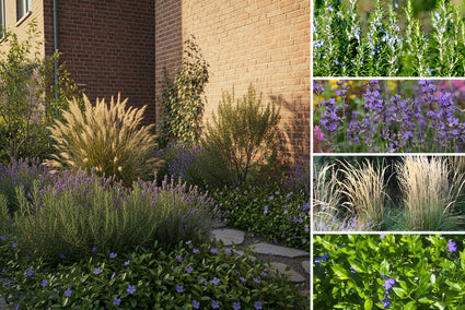 Borderpakket Nienke - Smalle border of Geveltuin - Vlinders en bijen - Groenblijvend