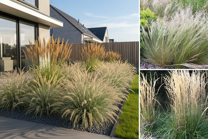 Borderpakket Pien - Onderhoudsvriendelijke Siergrassen - Zonnige borders - per m2