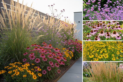 Borderpakket Rens - Prairieborder Vaste planten Paars, Roze & Geel