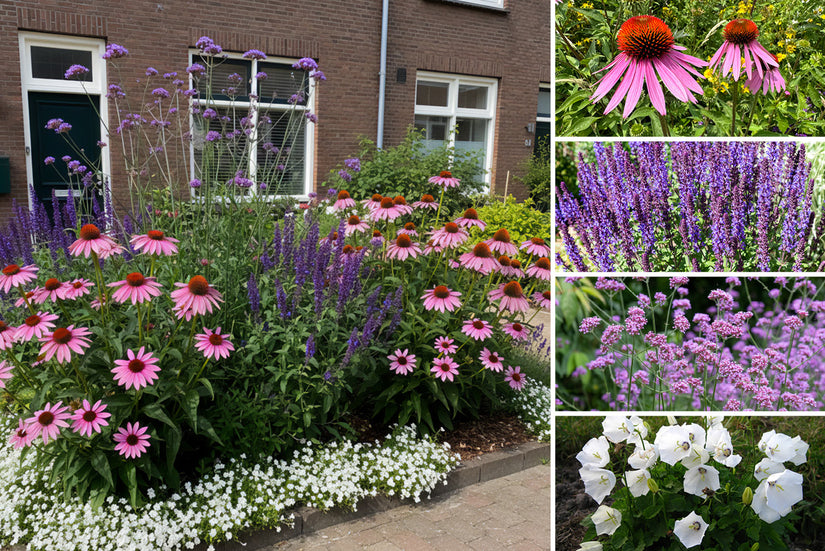 Borderpakket Aanbieding Ricky - Zon/Halfzon Borderpakket Aanbieding Ricky - Zon/Halfzon