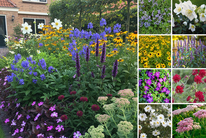Borderpakket Ron - Hele jaar bloeiend biologisch vaste plantenmix - Kleurrijk - zon & halfschaduw - per m2