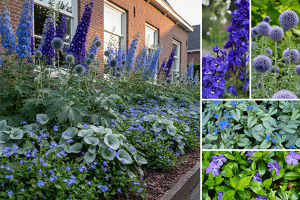 Borderpakket Ruben - Vaste planten - Blauwe bloei - Standplaats Zon