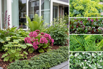 Borderpakket Stijn - Groenblijvend borderpakket met vaste planten - schaduw - per m2