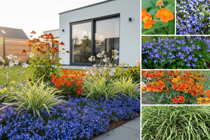 Borderpakket Tom - Vaste planten & siergras - vanaf 2m2 - Blauw & Oranje - Veengrond - Halfschaduw & Zon