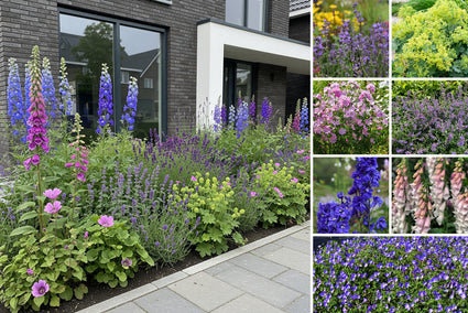 Borderpakket William - Engelse tuin - Paars, wit & roze - vanaf 1 m2