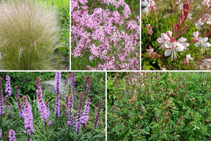 Biologisch Borderpakket Liedewij kalkrijke zandgrond / zonnig