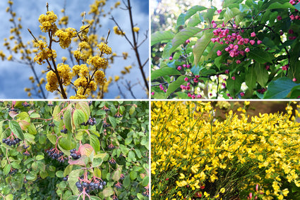 Bosplantsoen fantasie pakket Piet - Mega aanbieding - per m2