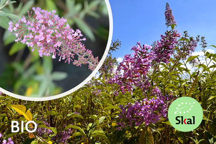 Biologische Vlinderstruik - Buddleja davidii 'Pink Delight'