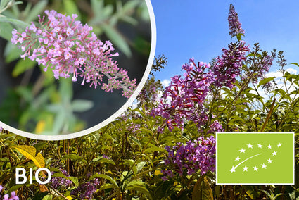 Biologische Vlinderstruik - Buddleja davidii 'Pink Delight' Bio