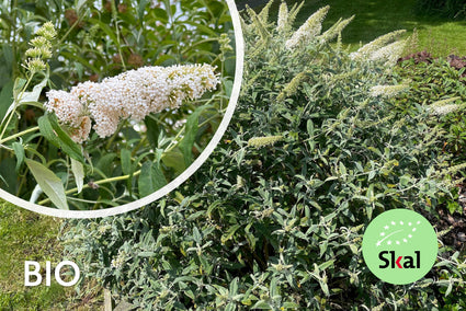 Biologische Vlinderstruik (wit) - Buddleja davidii 'White Profusion' BIO