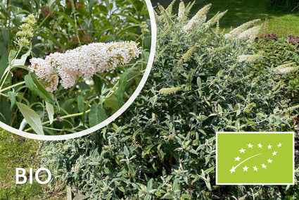 Biologische Vlinderstruik (wit) - Buddleja davidii 'White Profusion' BIO