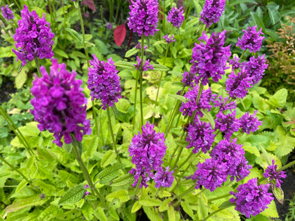 Stachys officinalis - Betonie (inheems)